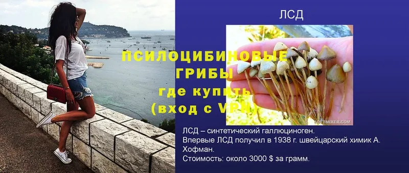 Галлюциногенные грибы Psilocybe  Белоозёрский 